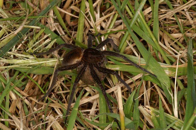 Dolomedes_plantarius_D5134_Z_90_Canal du Nivernais_Frankrijk.jpg